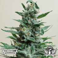 Kalashnikov Seeds Moscow Blueberry AUTO